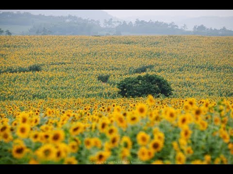 Travel Video] 고창군 보리나라 학원농장 | 해바라기 | 메기의 추억 - Youtube