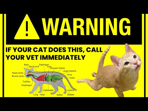 Why Does A Cat Drag Its Hind Legs - Cat Behavior Explained (diagnosis, prevention & cure)