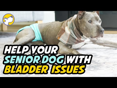 Help Your Senior Dog  With Incontinence (Urinary accidents)