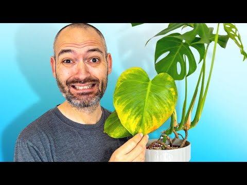 Here's Why Your Monstera Is Turning Yellow