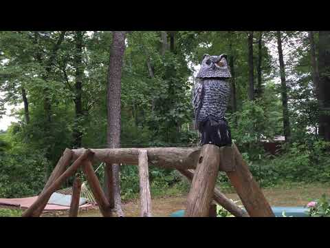 Does This Fake Owl Deter Birds?