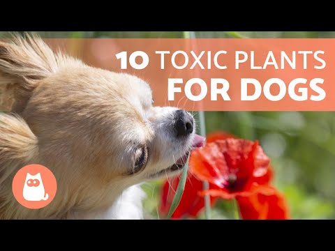 10 TOXIC PLANTS for DOGS and Their Effects 🐶 ❌ 🌷